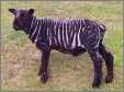 Zebra Merino New Zeland