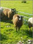 Zwarble Sheep